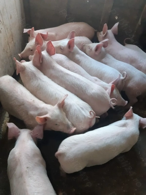 Purcei 9 săptămâni  - imagine 6