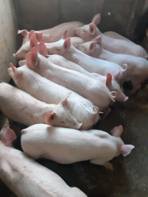 Purcei 9 săptămâni  - imagine 2