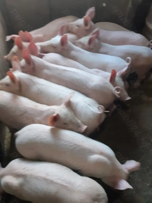 Purcei 9 săptămâni  - imagine 3