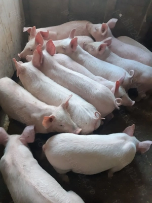 Purcei 9 săptămâni 