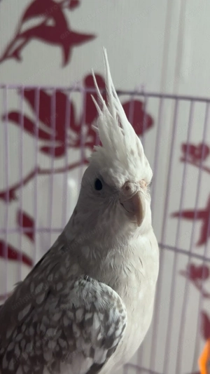 Vand papagal nimfa femela