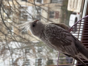 Vand papagal nimfa femela - imagine 3