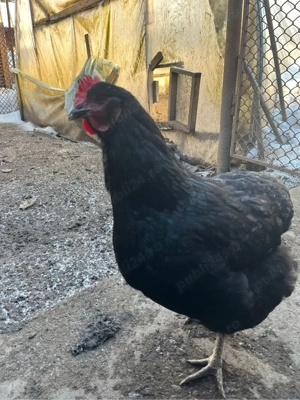 Oua de gaini australorp pentru incubat - imagine 2