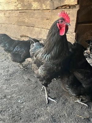 Oua de gaini australorp pentru incubat - imagine 4