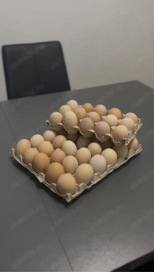 Oua de gaini australorp pentru incubat