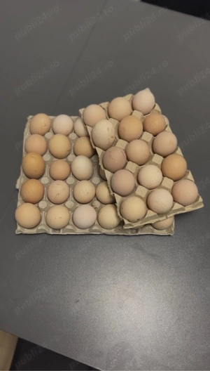 Oua de gaini australorp pentru incubat - imagine 3