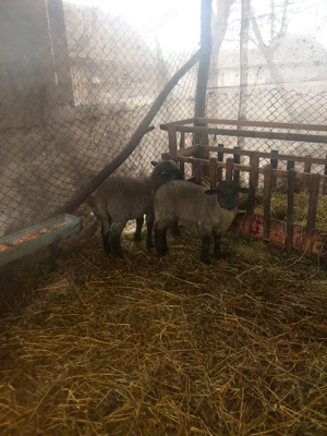 vând miei  - imagine 4