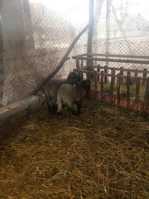 vând miei  - imagine 3