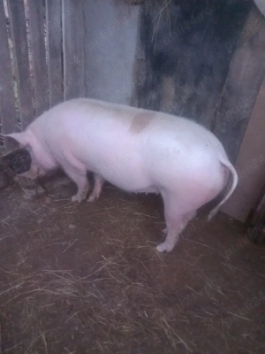 Vind porc  - imagine 3