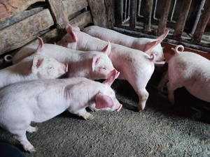 Purcei 9 săptămâni  - imagine 7