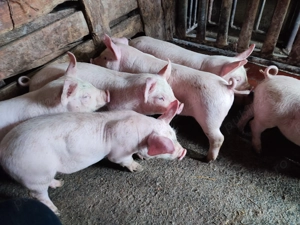 Purcei 9 săptămâni  - imagine 2