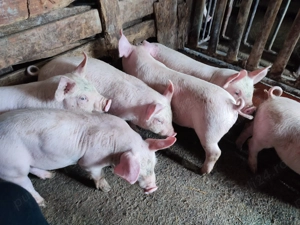 Purcei 9 săptămâni  - imagine 6