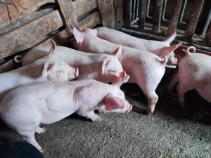 Purcei 9 săptămâni  - imagine 3