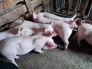 Purcei 9 săptămâni  - imagine 5