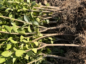 Gard viu - Ligustrum Ovalifolium  - imagine 3