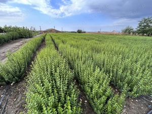 Gard viu - Ligustrum Ovalifolium  - imagine 4