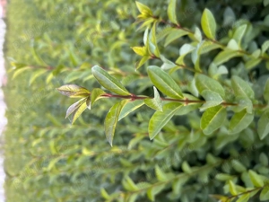 Gard viu - Ligustrum Ovalifolium  - imagine 2