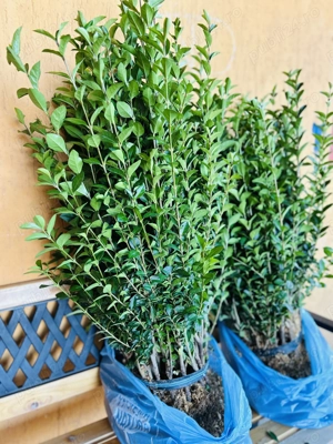 Gard viu - Ligustrum Ovalifolium  - imagine 5