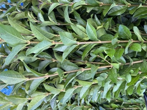 Gard viu - Ligustrum Ovalifolium 