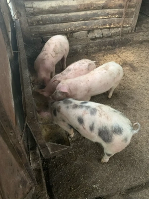 grasuni   ourcei - imagine 2