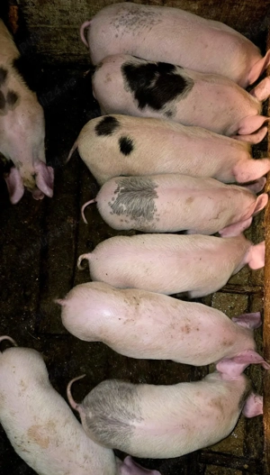 Purcei de vânzare  - imagine 3