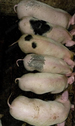 Purcei de vânzare  - imagine 4