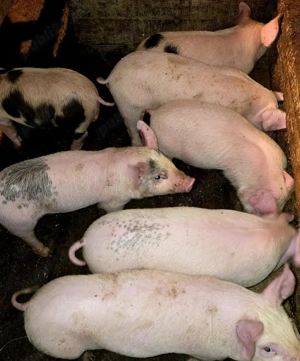 Purcei de vânzare  - imagine 2