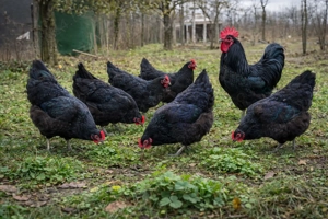Vând cocoși austrolop ,rațe indiene 