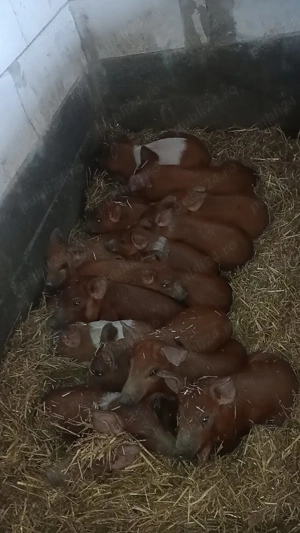 purcei și șoldani disponibili  - imagine 2