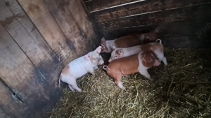 purcei și șoldani disponibili 