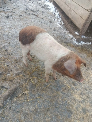 purcei și șoldani disponibili  - imagine 3