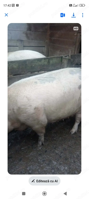 Vând scroafă - imagine 3