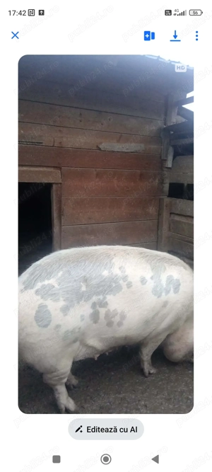 Vând scroafă - imagine 2