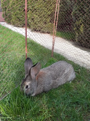 Vand iepuri de rasă 