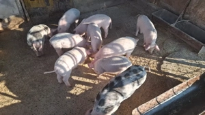 vand porci - imagine 2