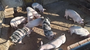 vand porci - imagine 3