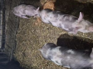 Purcei petrani de vanzare. - imagine 2