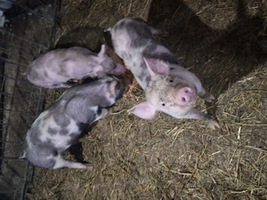 Purcei petrani de vanzare. - imagine 3