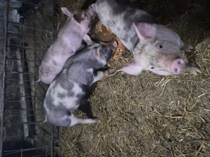 Purcei petrani de vanzare. - imagine 4