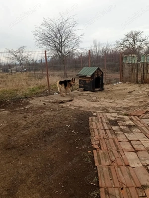de vanzare ciobănesc german 