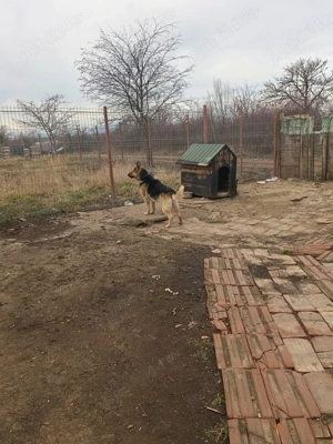 de vanzare ciobănesc german  - imagine 3