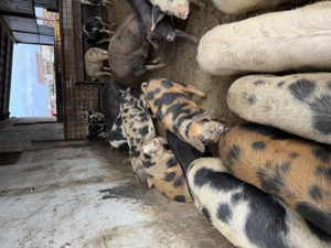 Porci de vanzare 80 130kg - imagine 2