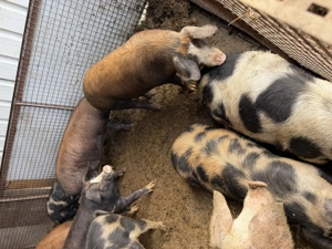 Porci de vanzare 80 130kg - imagine 3