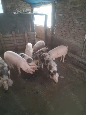 Vând soldani 35-40 kg - imagine 2