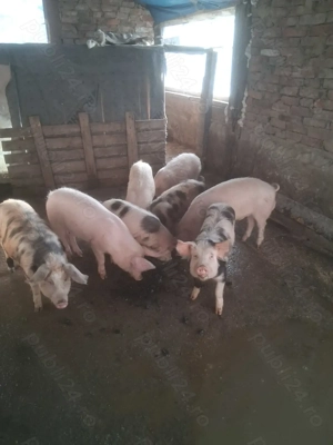 Vând soldani 35-40 kg