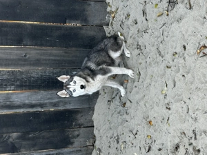 Husky fetiță și băiețel - imagine 2