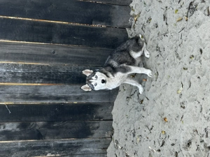 Husky fetiță și băiețel