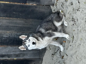 Husky fetiță și băiețel - imagine 3