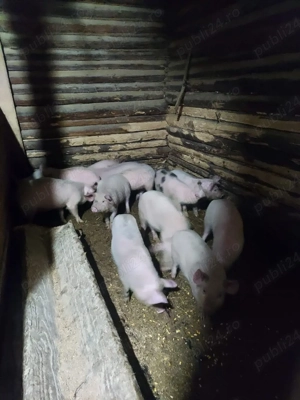 purcei de vânzare  - imagine 2