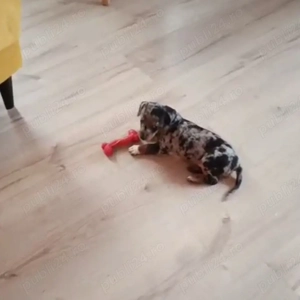 Vand catelusa Teckel Arlechin - imagine 3